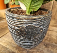 Aphelandra squarrosa with ornate pot cover